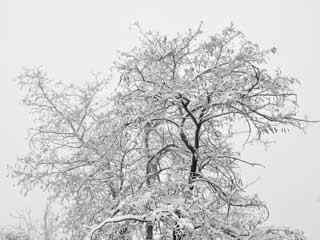 冬日雪景摄影壁纸
