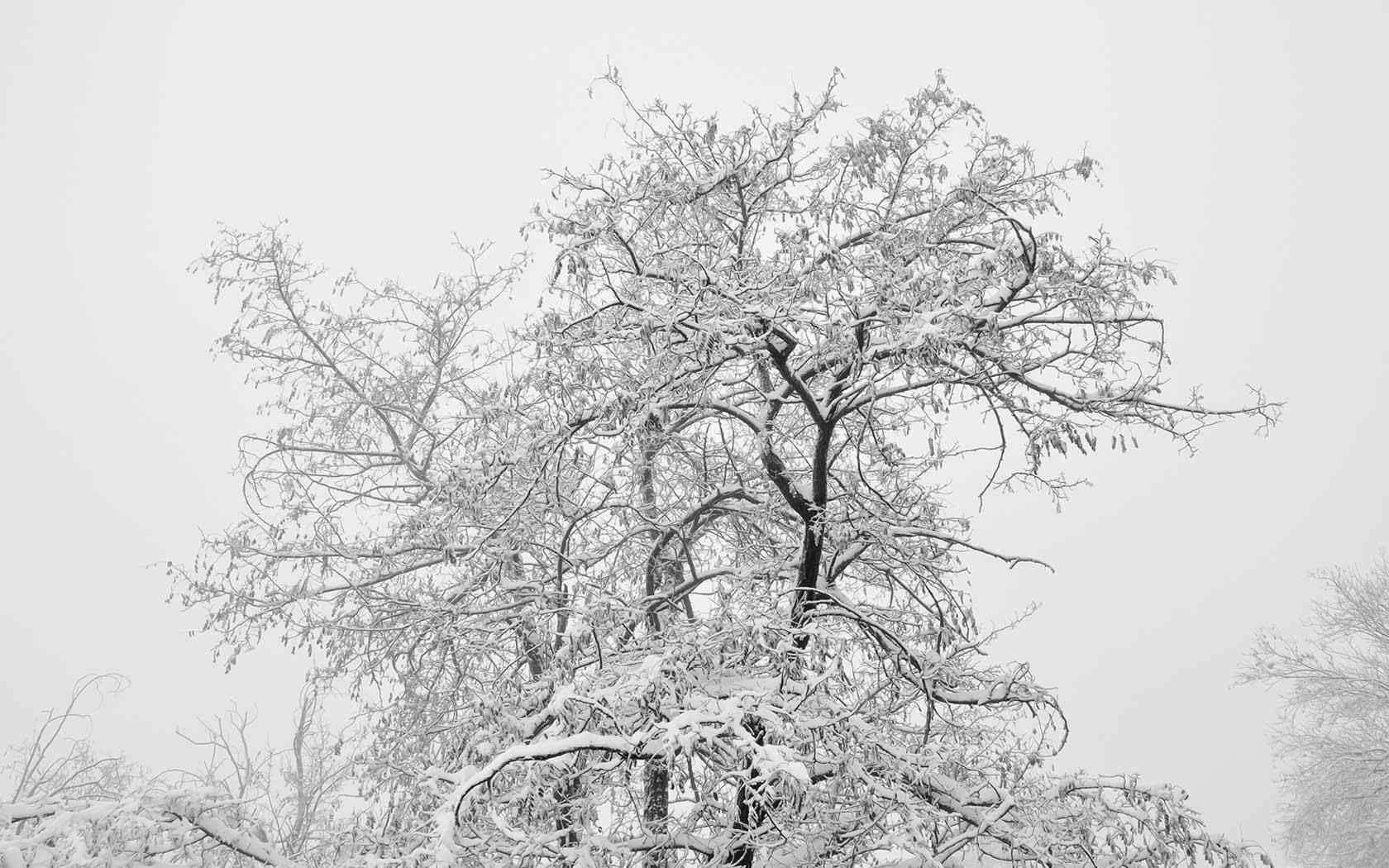 冬日雪景摄影壁纸