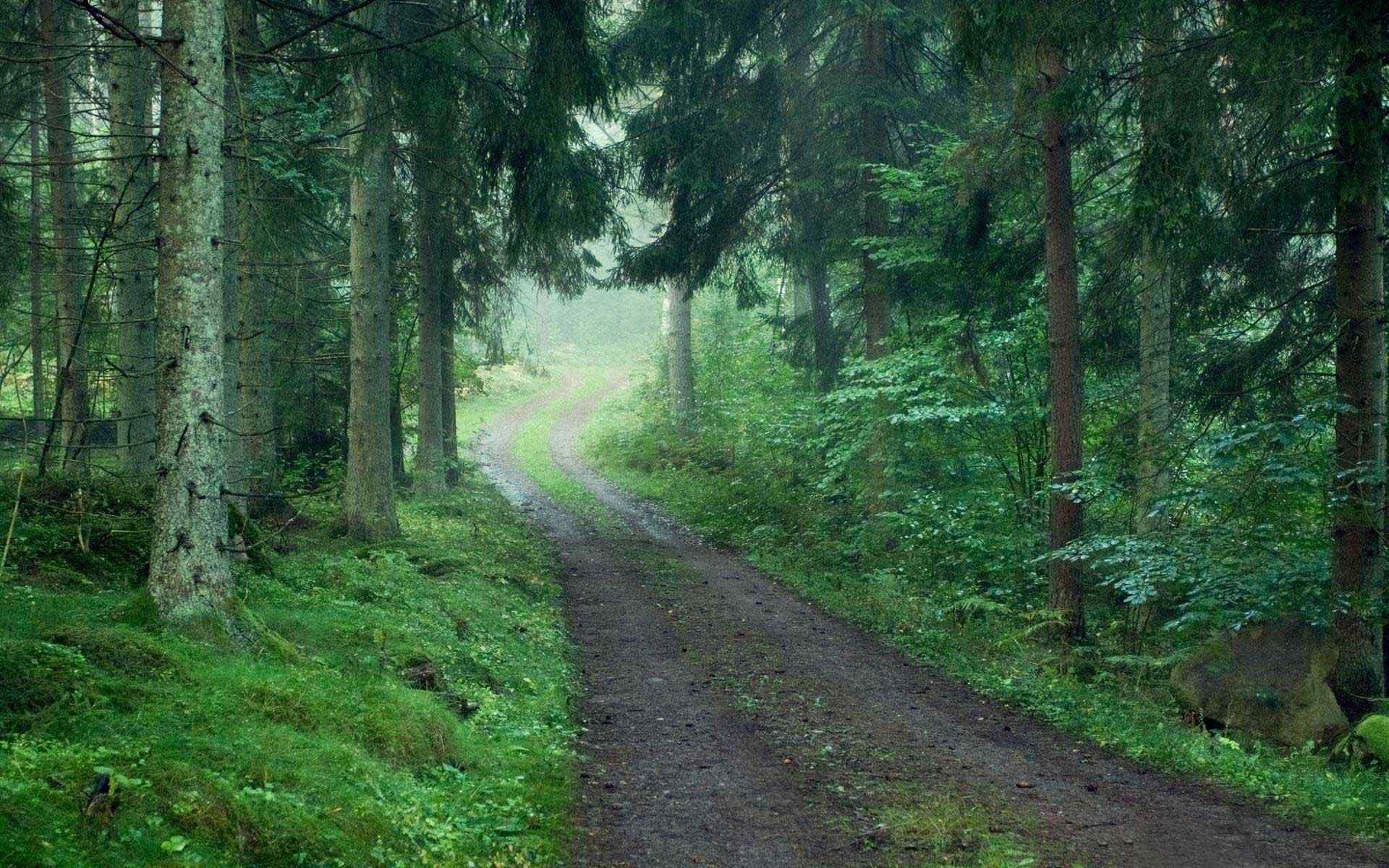 绿色森林风景壁纸