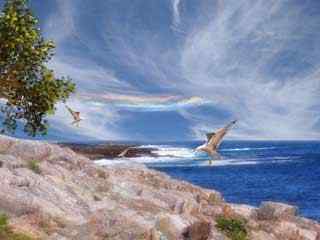 大海海鸥摄影壁纸