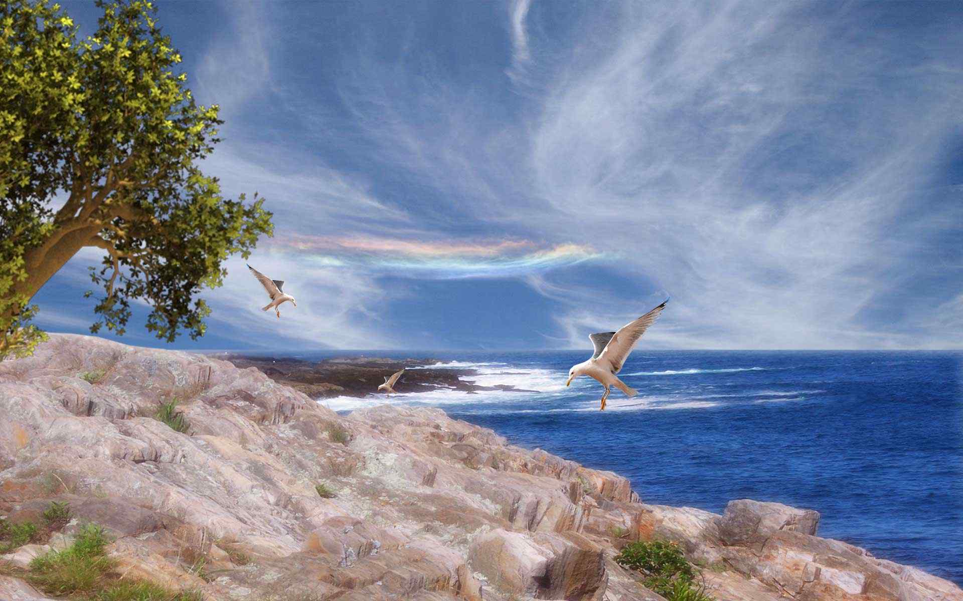大海海鸥摄影壁纸