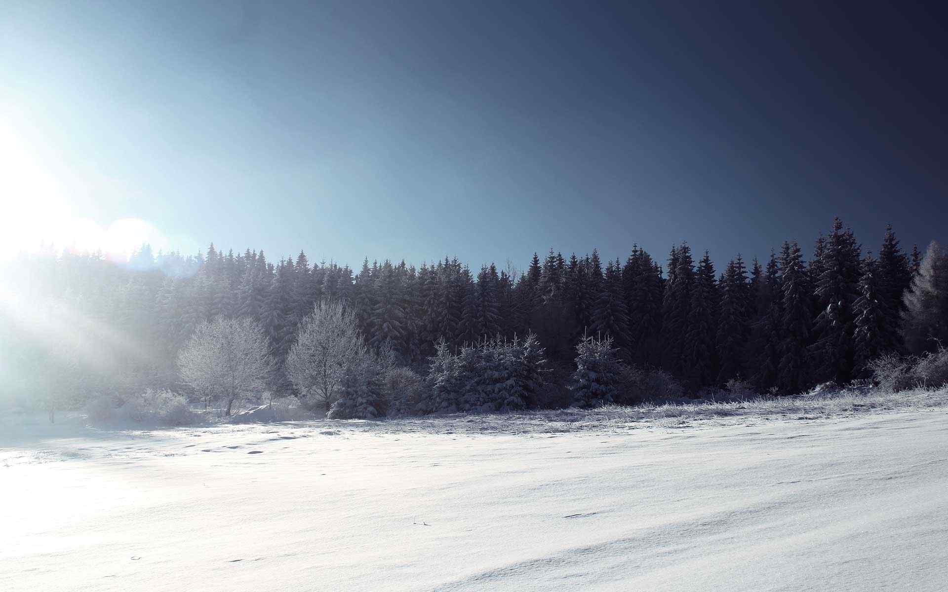 冬日森林雪景壁纸