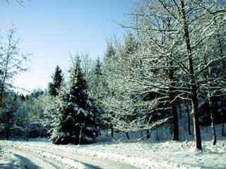 冬季森林雪景壁纸