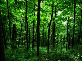 绿色森林摄影壁纸