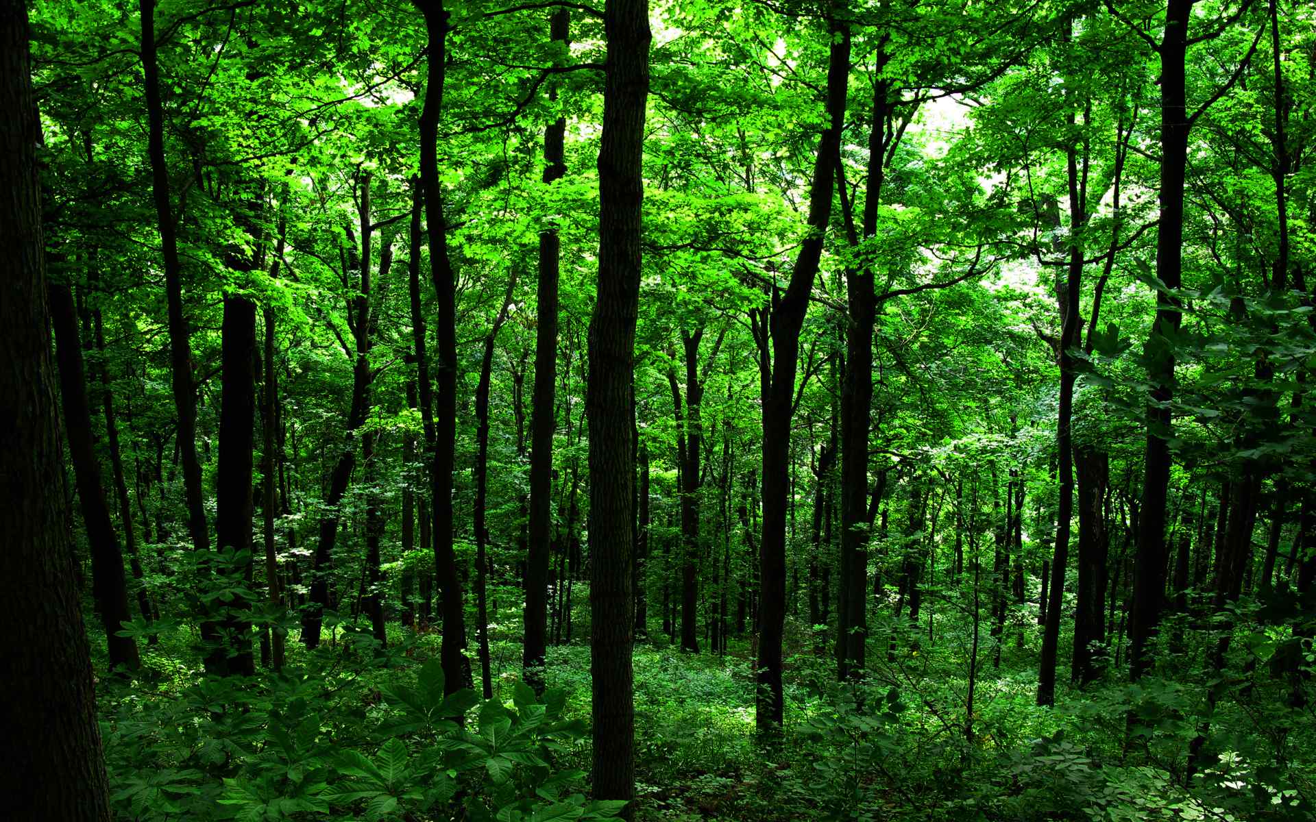 绿色森林摄影壁纸