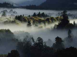 迷雾山林风景壁纸