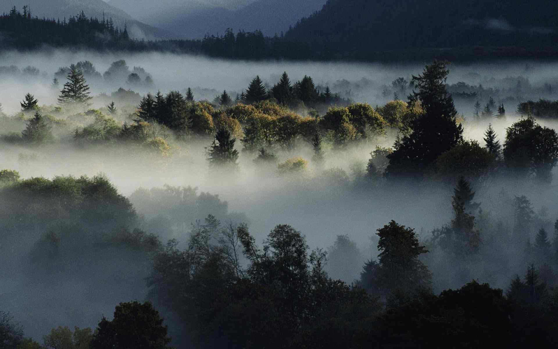 迷雾山林风景壁纸