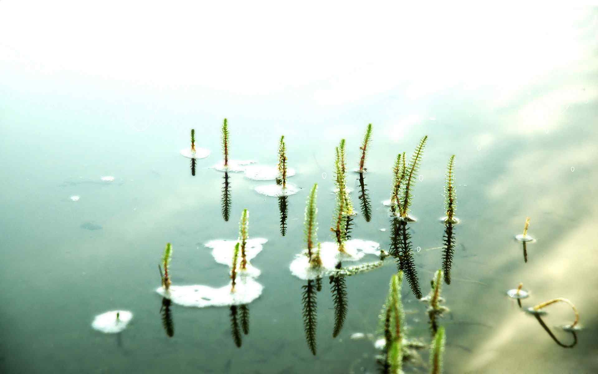 池塘水草摄影壁纸