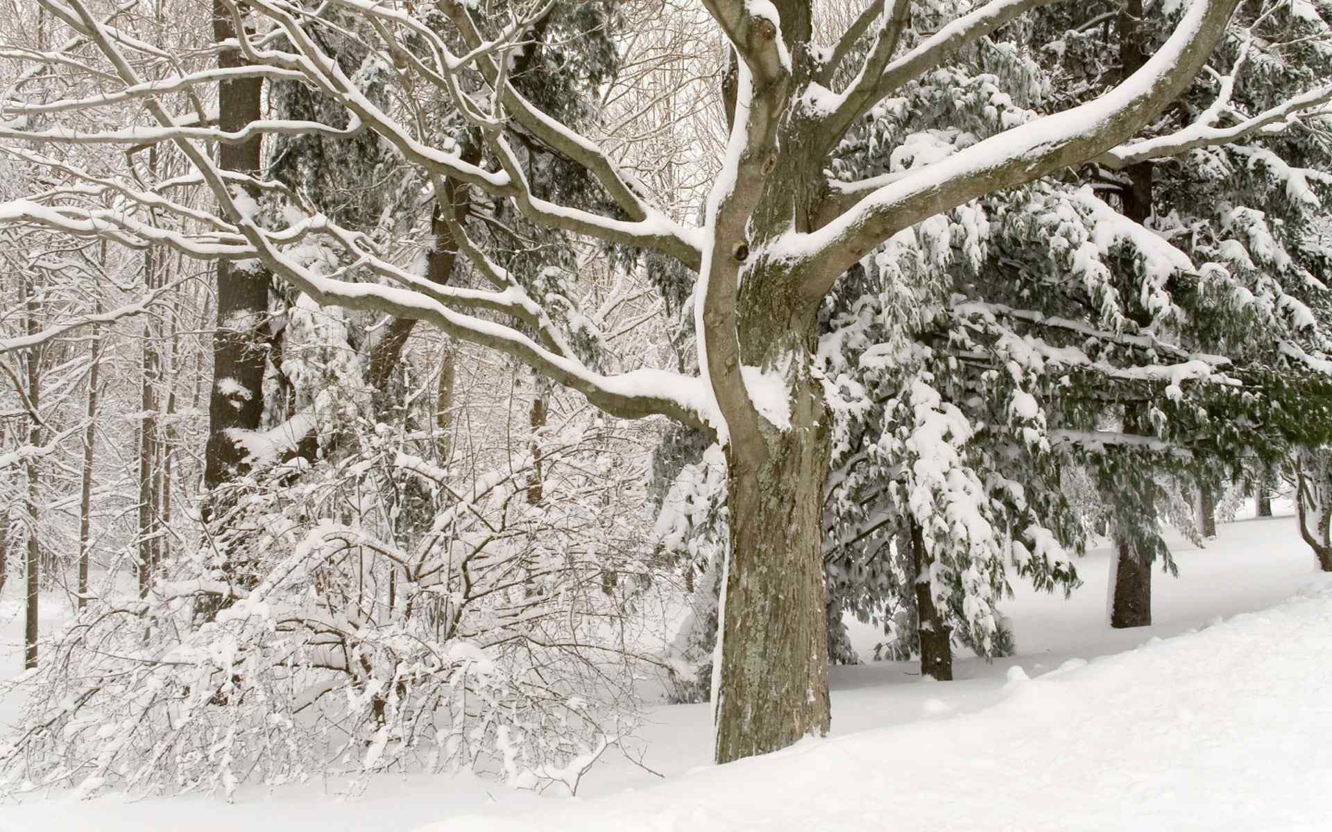 雪树风景壁纸