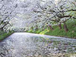 樱花河面摄影壁纸