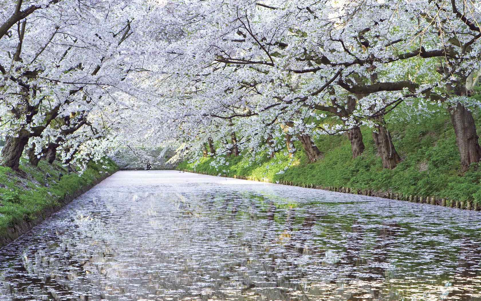 樱花河面摄影壁纸