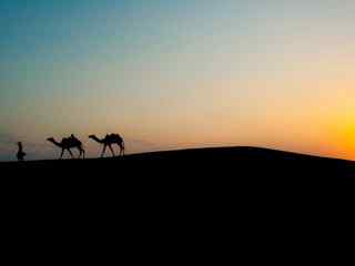 夕阳山野骆驼壁纸