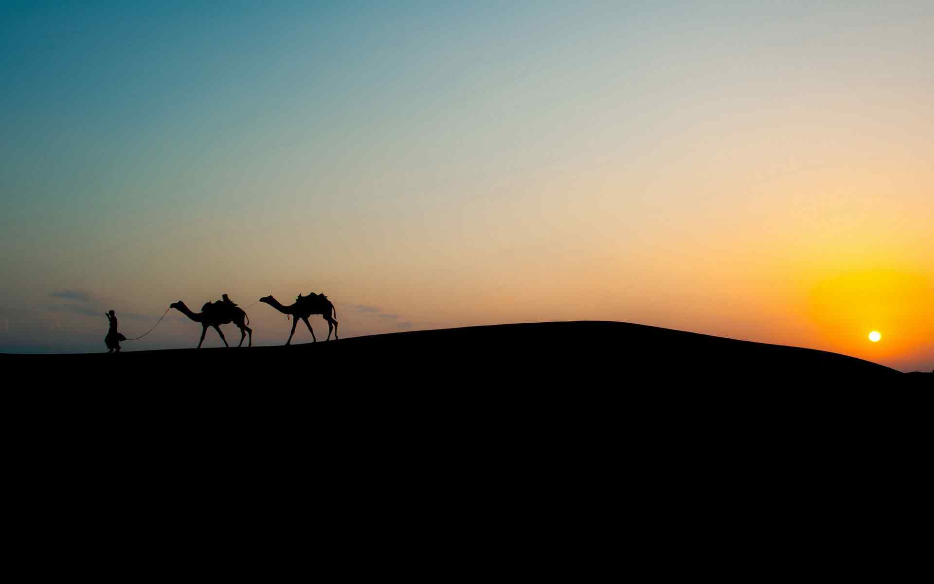 夕阳山野骆驼壁纸