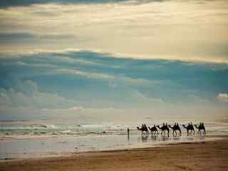 海滩骆驼风景壁纸