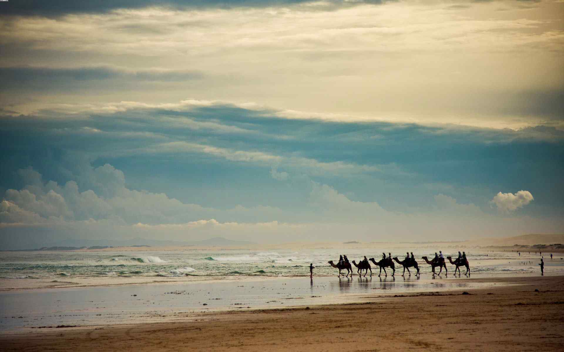 海滩骆驼风景壁纸