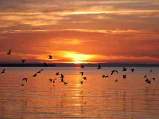 夕阳海鸥风景壁纸