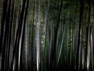 蔗林风景摄影壁纸