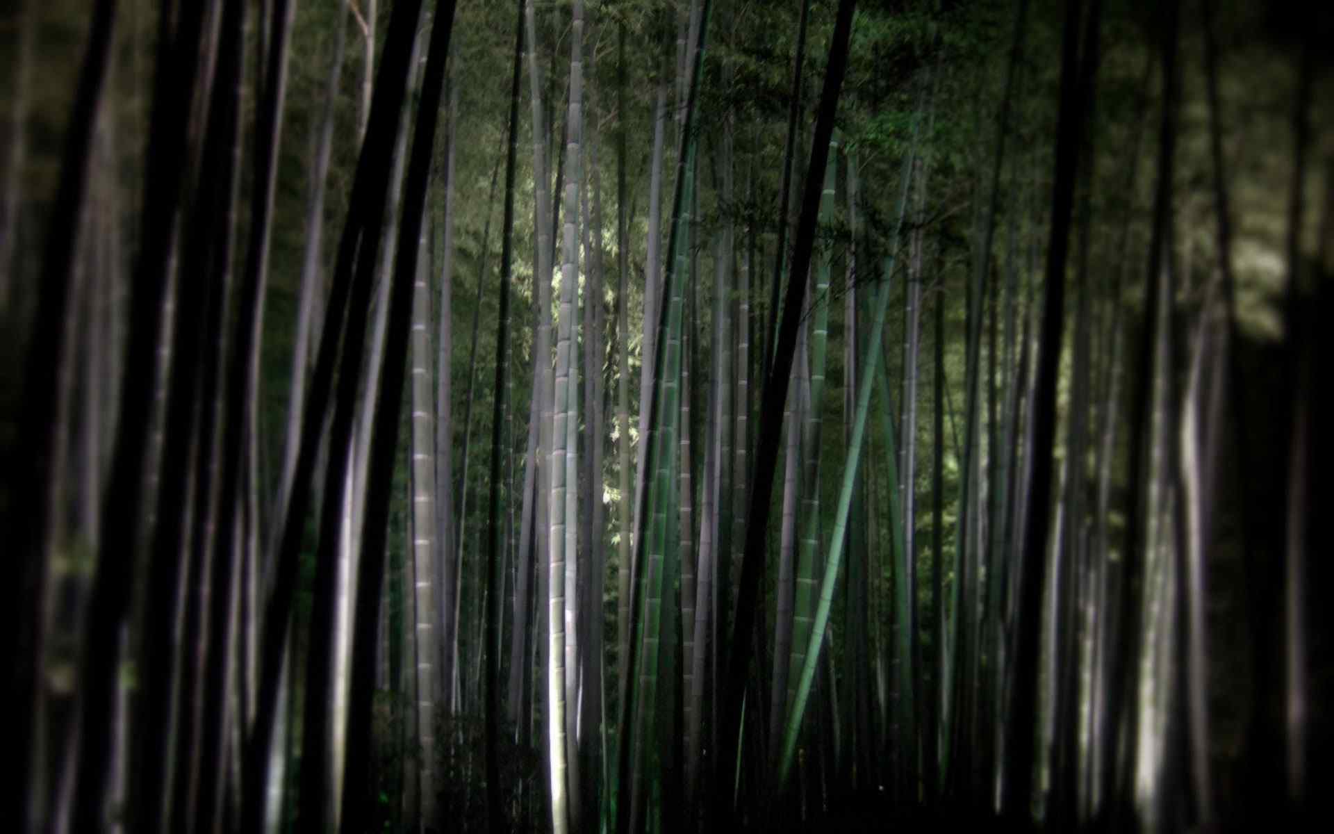 蔗林风景摄影壁纸
