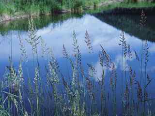池塘苇草风景壁纸