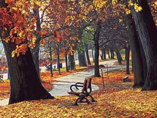 秋季枫林摄影壁纸