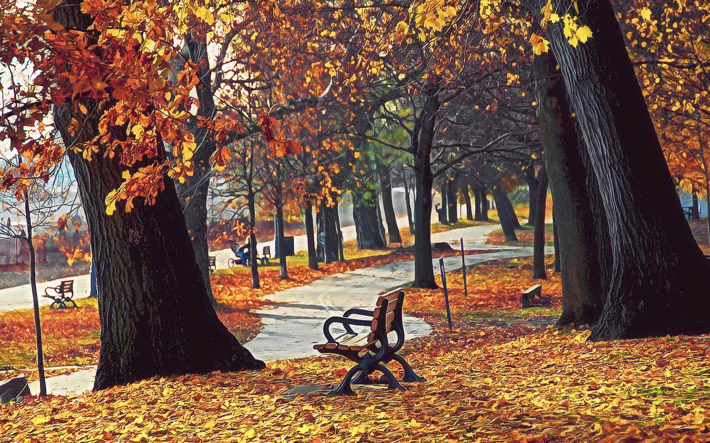 秋季枫林摄影壁纸