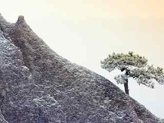 雪松山峰摄影壁纸