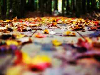 秋风落叶桌面壁纸