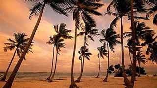 海南椰子风景壁纸