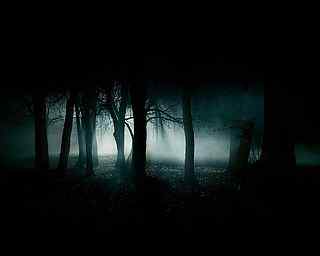 森林夜景摄影壁纸