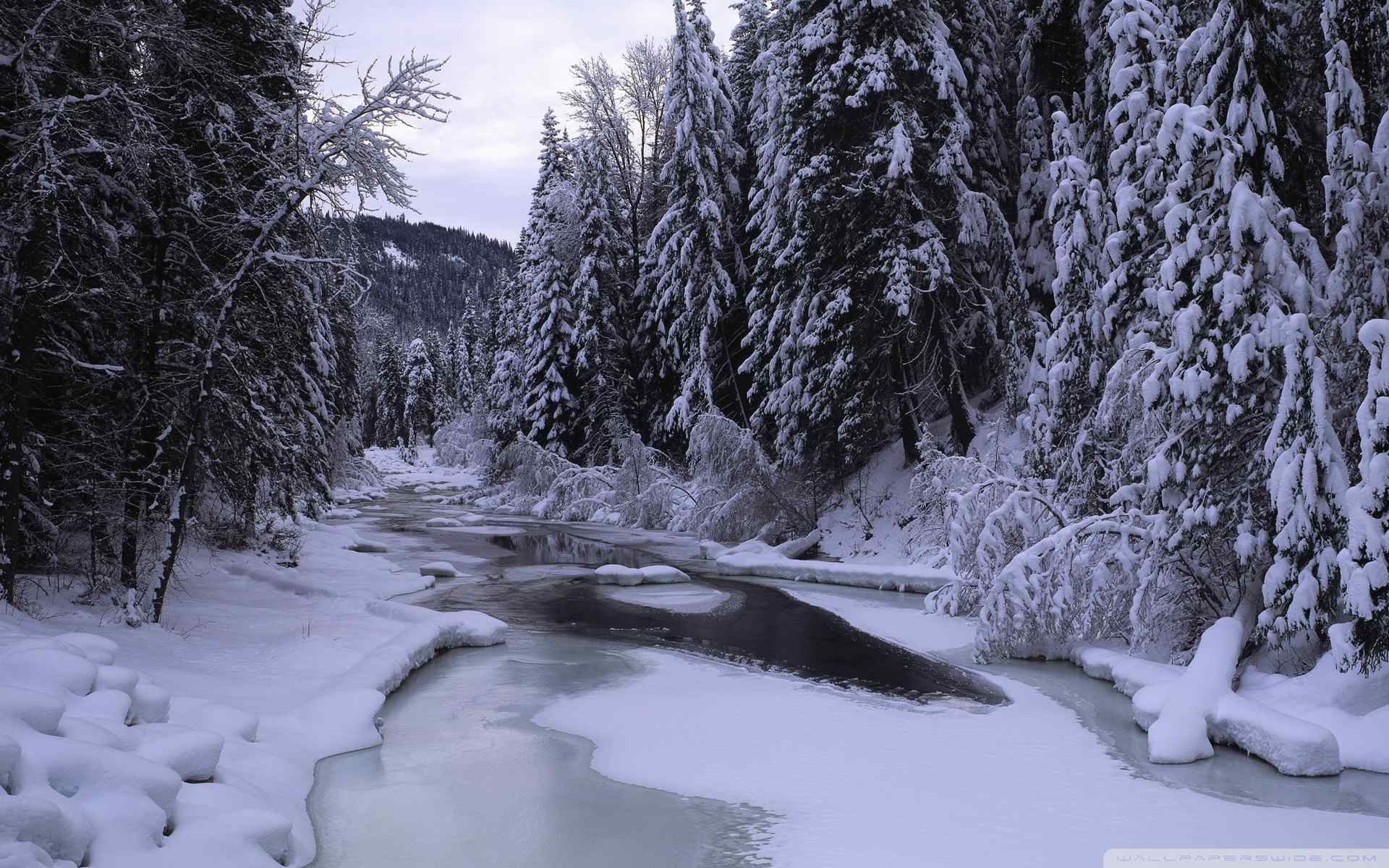 冬季森林雪景壁纸