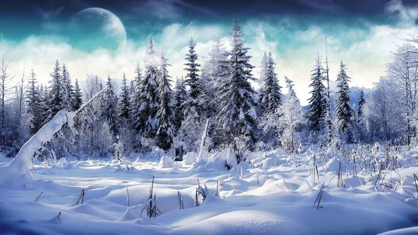 森林雪景摄影壁纸