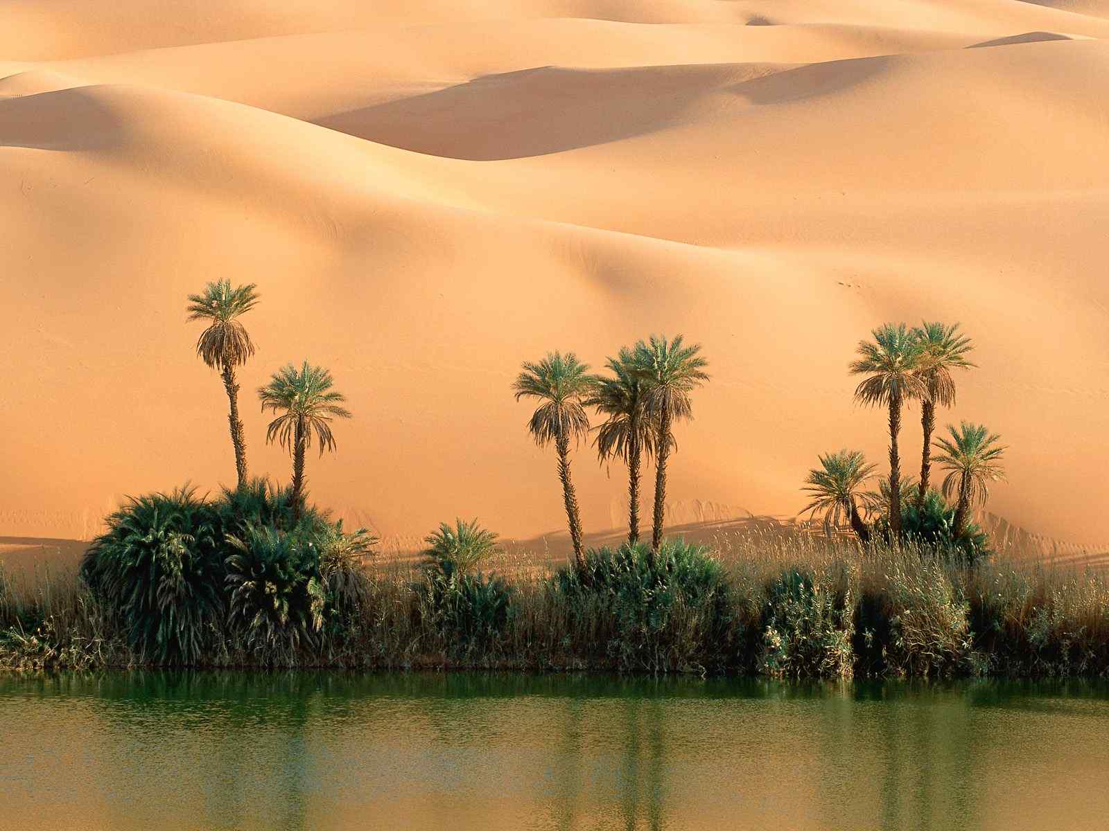 沙漠绿洲摄影壁纸