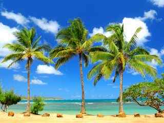 海南椰子树风景壁纸