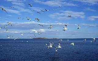 大海海鸥风景壁纸