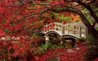 小桥流水枫叶摄影壁纸