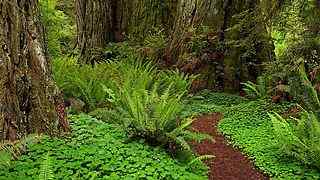 热带雨林绿植壁纸