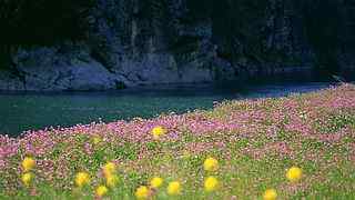 河边粉色野花摄影