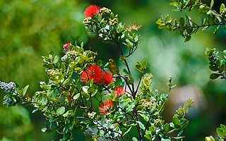 红花绿叶小鸟桌面壁纸