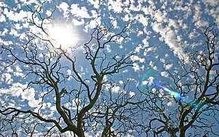 蓝天白云树枝摄影