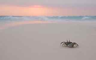 沙滩海浪螃蟹桌面