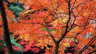 深秋枫叶摄影壁纸