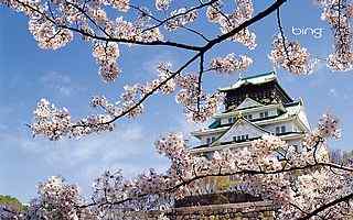 日本樱花摄影壁纸