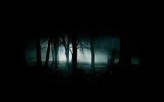 树林神秘夜景