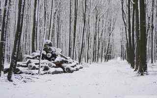森林雪景风景壁纸