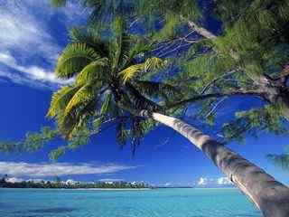 椰子树摄影壁纸