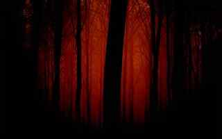 红色森林风景壁纸