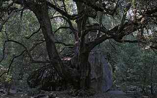 古树巨石摄影壁纸