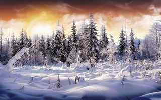 松树雪景风景壁纸