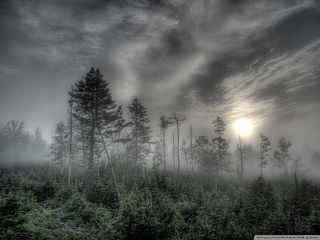 晴空树林灰色摄影壁纸