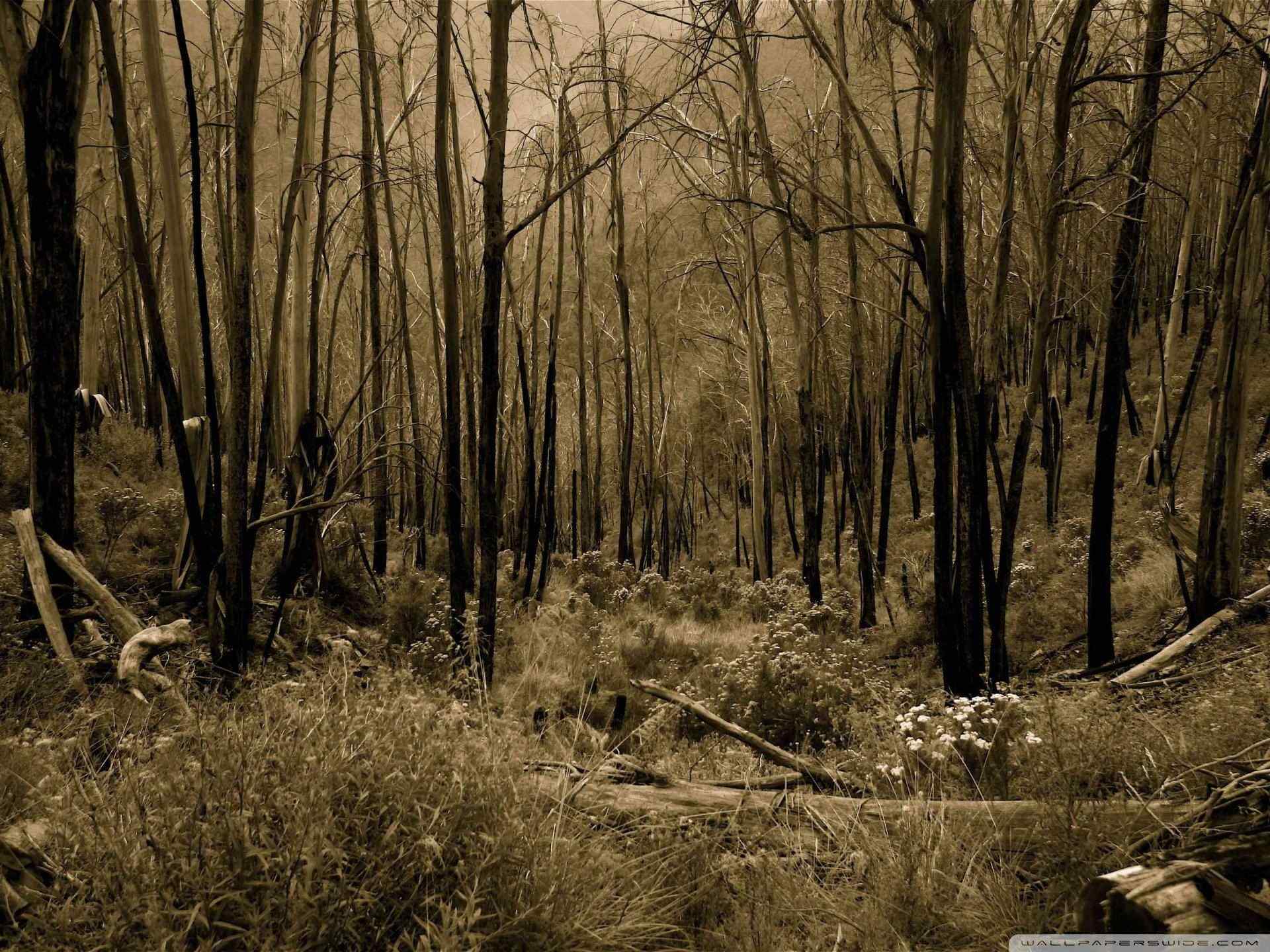 荒芜树林风景壁纸